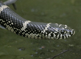 Eastern King Snake